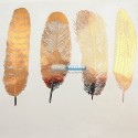 Calcas Decal large Feathers Nr.1 Oro
